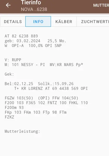 Trächtige reinrassige PI - Kalbinnen zu verkaufen