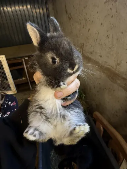 Löwenkopf-Lohkaninchen-Marburger Feh Mischling Kaninchenbaby