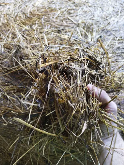 BIO Grassilage Ballen