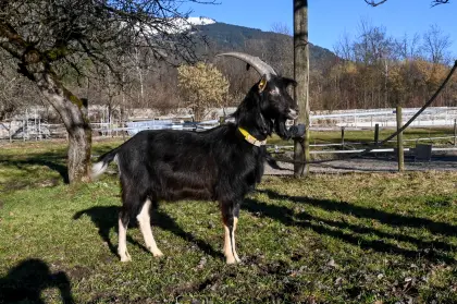 Vergebe 3 Pi-Strahlenziegen Böcke, geb. Frühjahr 2025