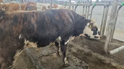 Sprungstier FVx Normande