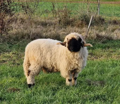 Walliser Schwarznasen Widder, BIO