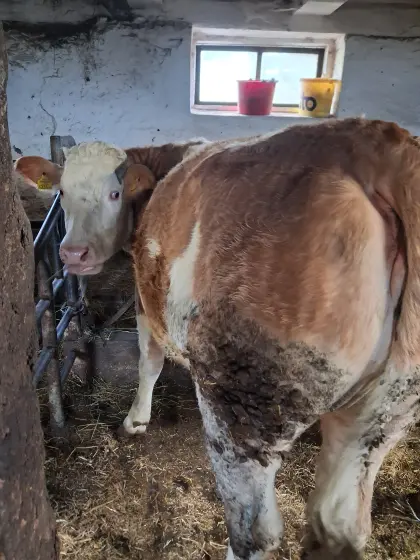 Trächtige FL Kalbin zu verkaufen