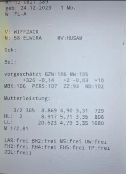 Fleckvieh-Kalbinnen, geweidet