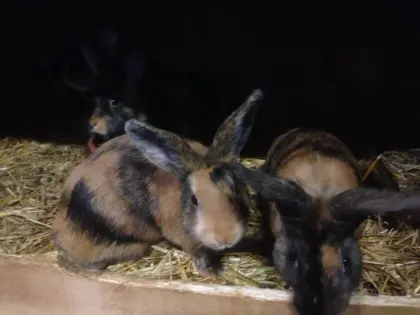 Junge Japaner-Rammler abzugeben