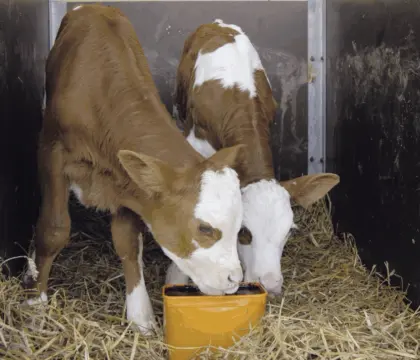 Suche Stier-, Kuhkälber