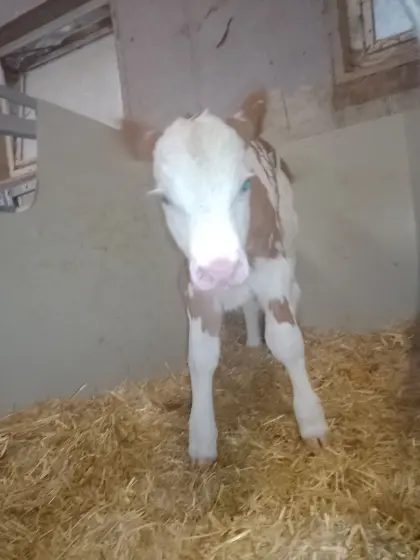 Verkaufe Bio Stierkalb Rf X FV