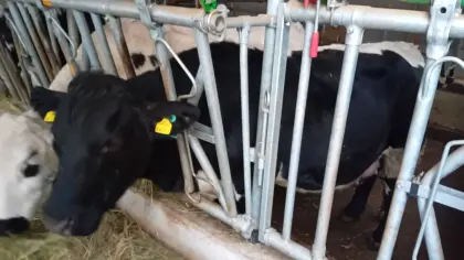 Pustertaler Sprinzen