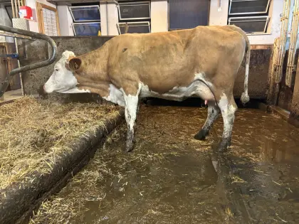 Bio FV Jungkuh(Mutterkuh)