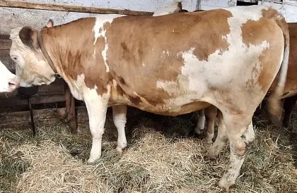 Trächtige Fleckviehzuchtkalbinnen