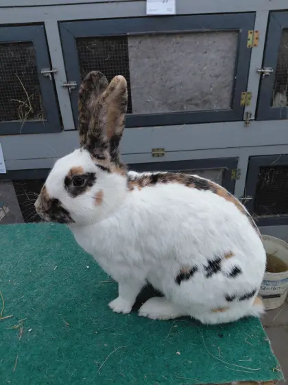 Rheinische Schecken-Häsin