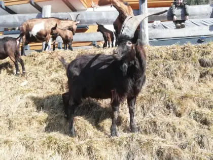 Ziegenbock Aosta