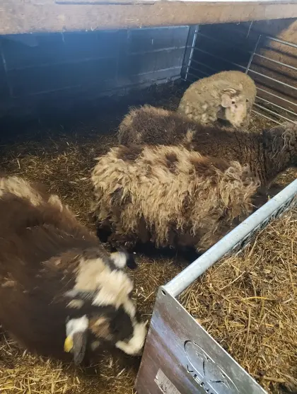 3 weibliche Krainer Steinschafe