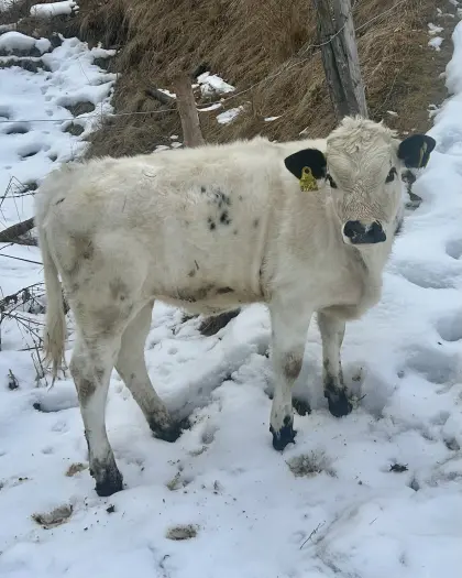Pustertaler Sprinzen Kalbin Bio