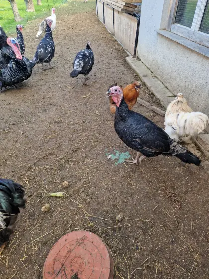 Puter und Pute von 2025