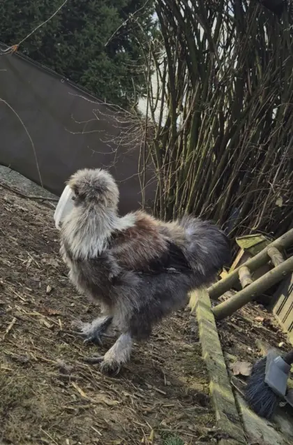 Verkaufe  Seidenhähne