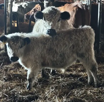 Bio Galloway Kuh/Stierkalb