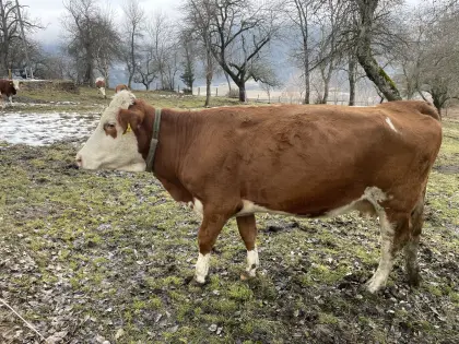 Fleckvieh hochträchtig