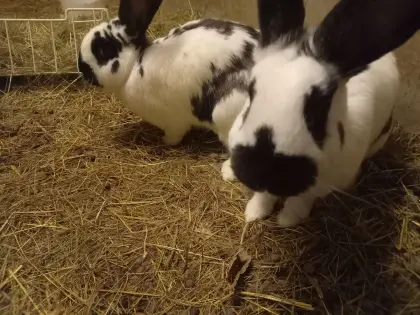 riesenscheck mix häsinnen