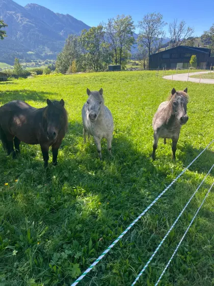 brave Ponys suchen Bestplatz