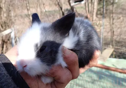 Vergebe Zwerglöwenkopf mindestens paarweise (Kastrat+Häsin)
