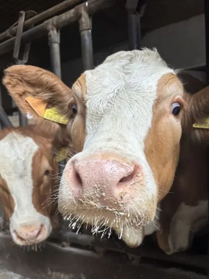 Suche Fleckvieh Jungkalbinnen