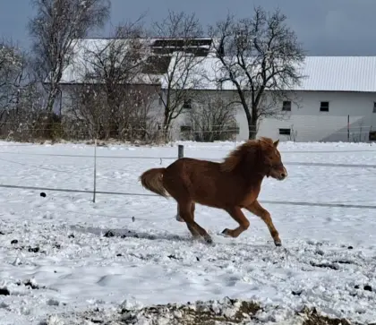 Isi- Wallach mit Splash, Islandpferde,  Isländer