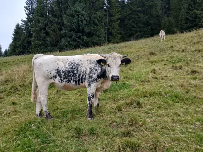 Bio Pustertaler Sprinzen Kalbinen