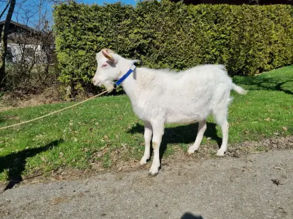 Saanenziege Zuchtböcke