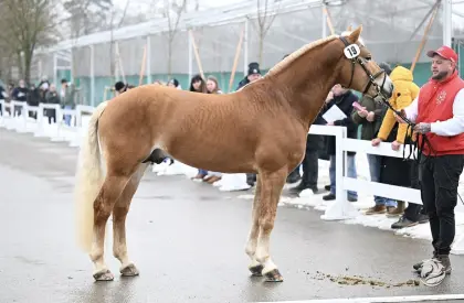 Haflinger Deckhengst PrH Neuglanz