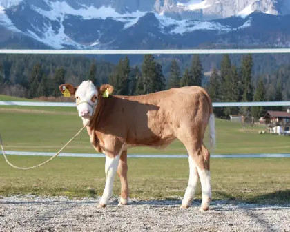 Hochtypisiertes Fleckviehzuchtkalb