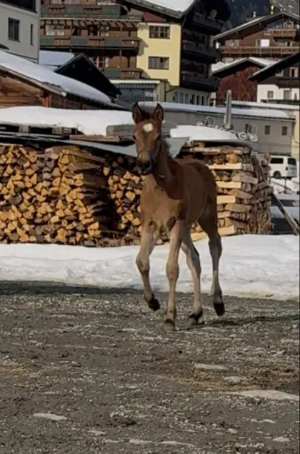 Haflinger x Araber Stutfohlen