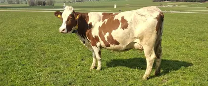 BIO Fleckvieh Jungkuh