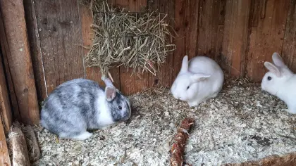 3er Zwergkaninchen Jungtiere