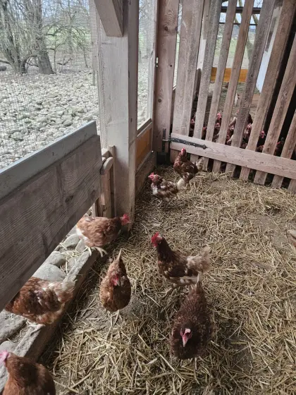 Hühner zu verkaufen