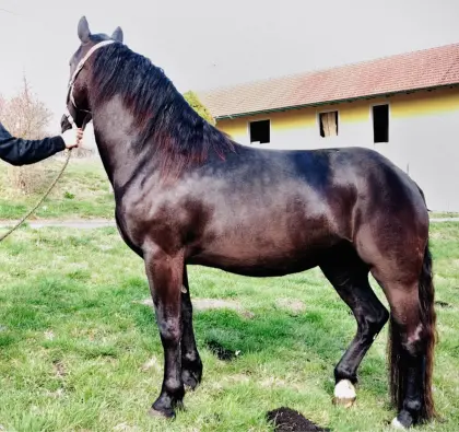Elegante Noriker-Rappstute