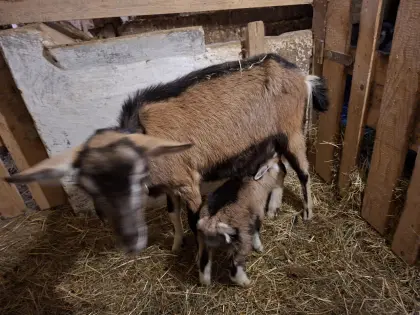 Pinzgauer Strahlenziege