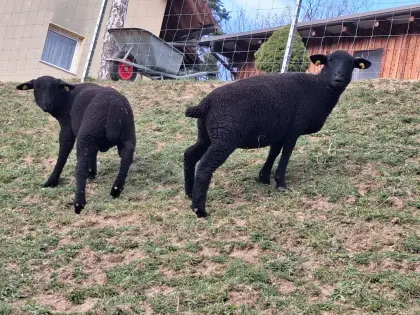 Jura Lämmer männlich