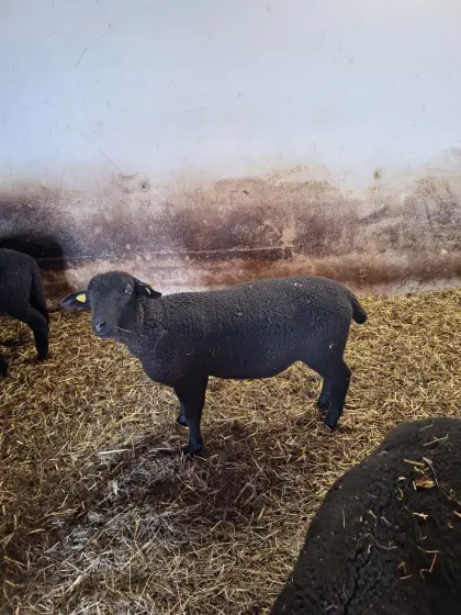 Widder Lämmer zu verkaufen