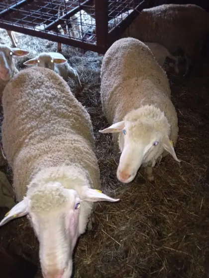 Merinowidder zu verkaufen