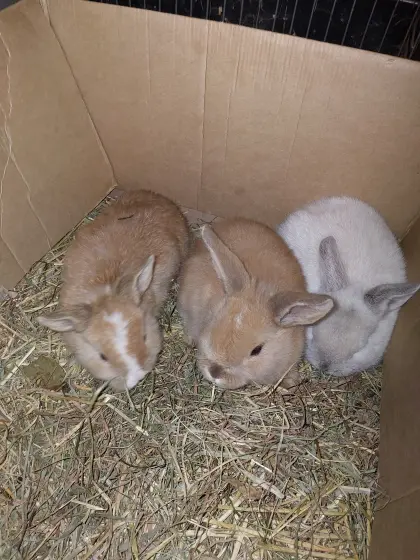Kaninchen 8 Wochen alt