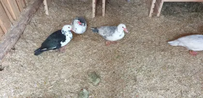 stummenten Mischlinge mit Peking Küken