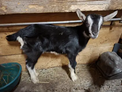 Pinzgauer Strahlenziege - Jungbock genetisch hornlos