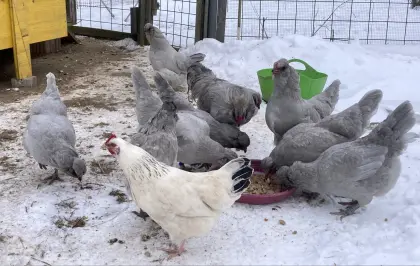 Bruteier meiner British Lavender Araucaner