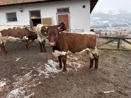 Pinzgauer Bio Kalbin