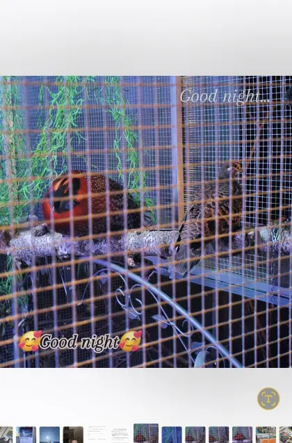 Temminck Tragopan Hahn