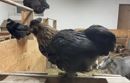 Zwergseidenhühner, Hühner, Zwerghühner Paduaner Cochin