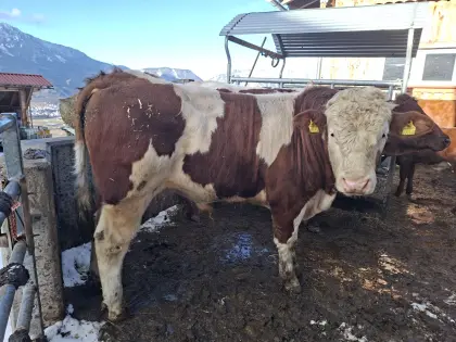 Verkaufe Fleckviehstier