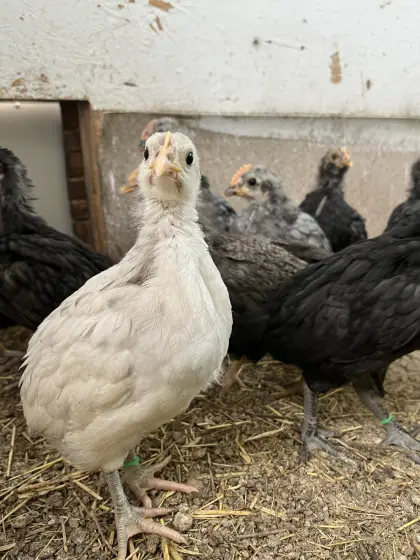 Bresse gauloise bleu Küken
