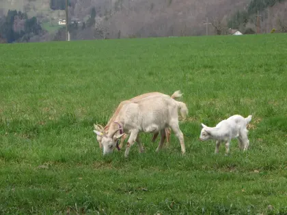 Ziege mit Kitz bei Fuß